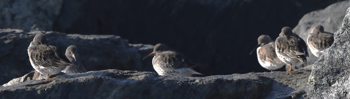 Purple Sandpiper - ML627771870