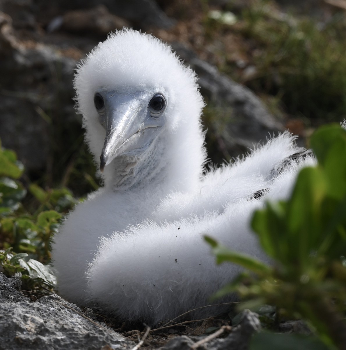 Brown Booby - ML627771899