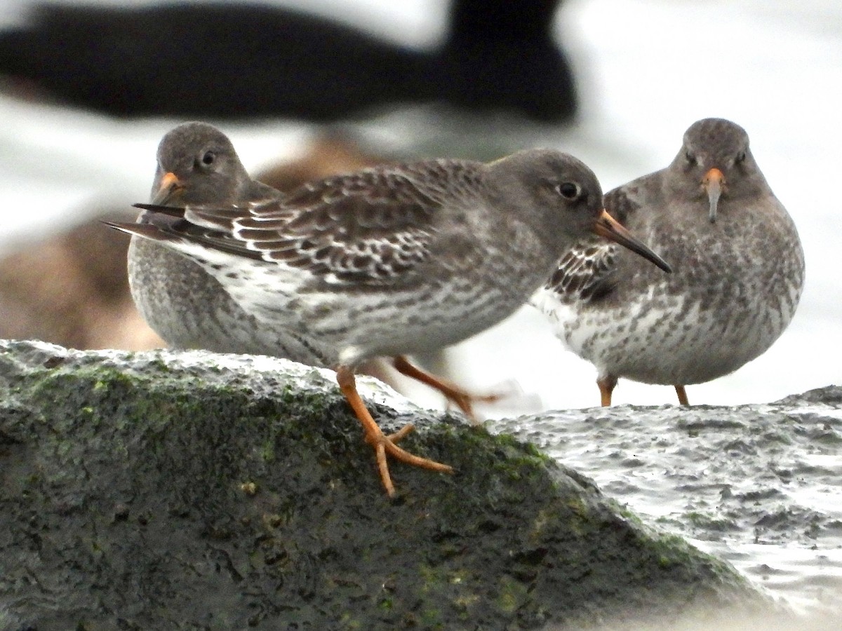 Purple Sandpiper - ML627771909