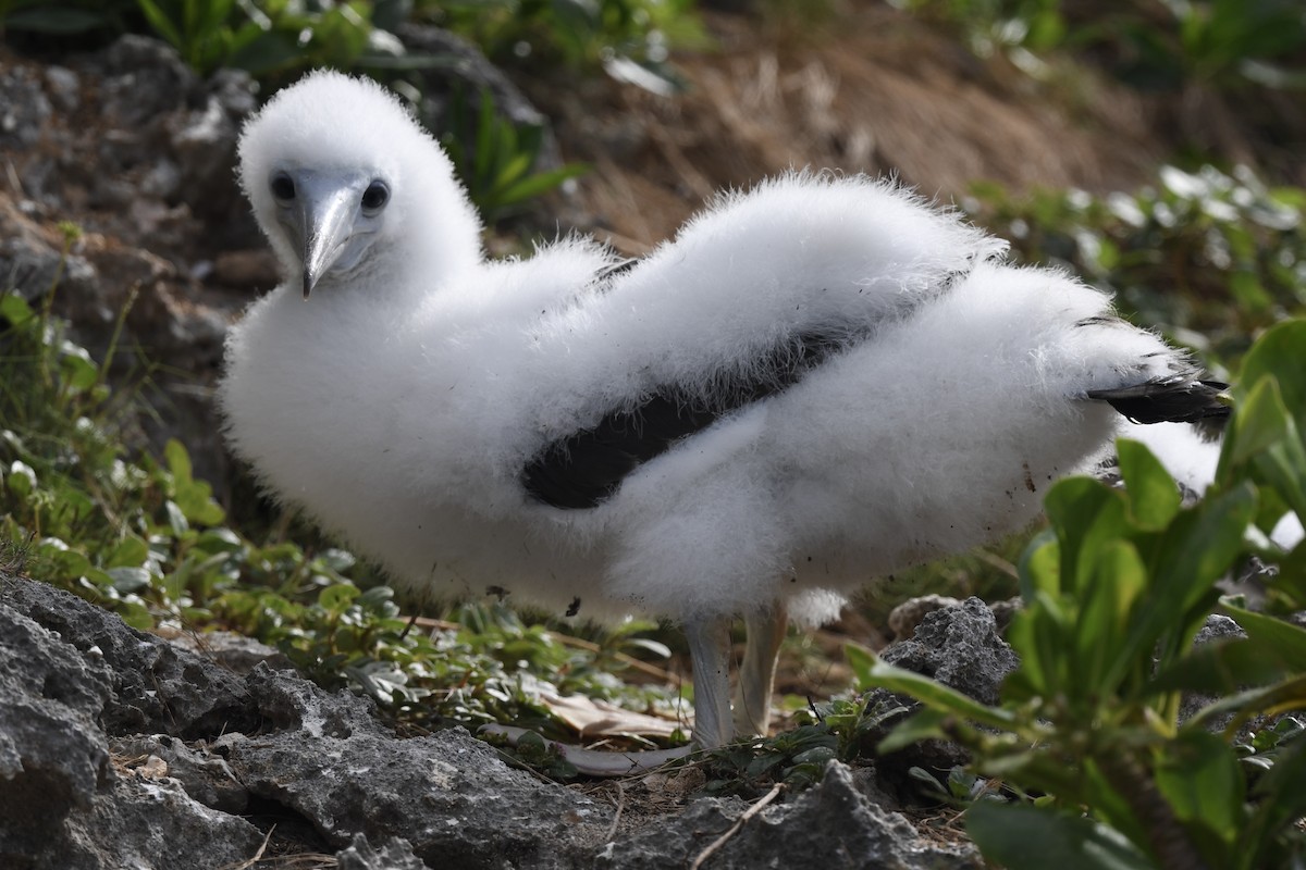 Brown Booby - ML627771916