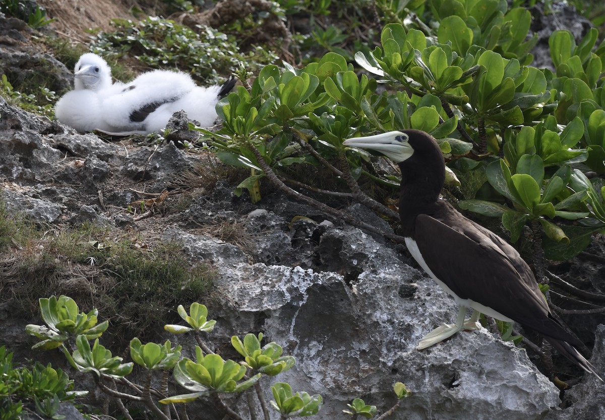 Brown Booby - ML627771930