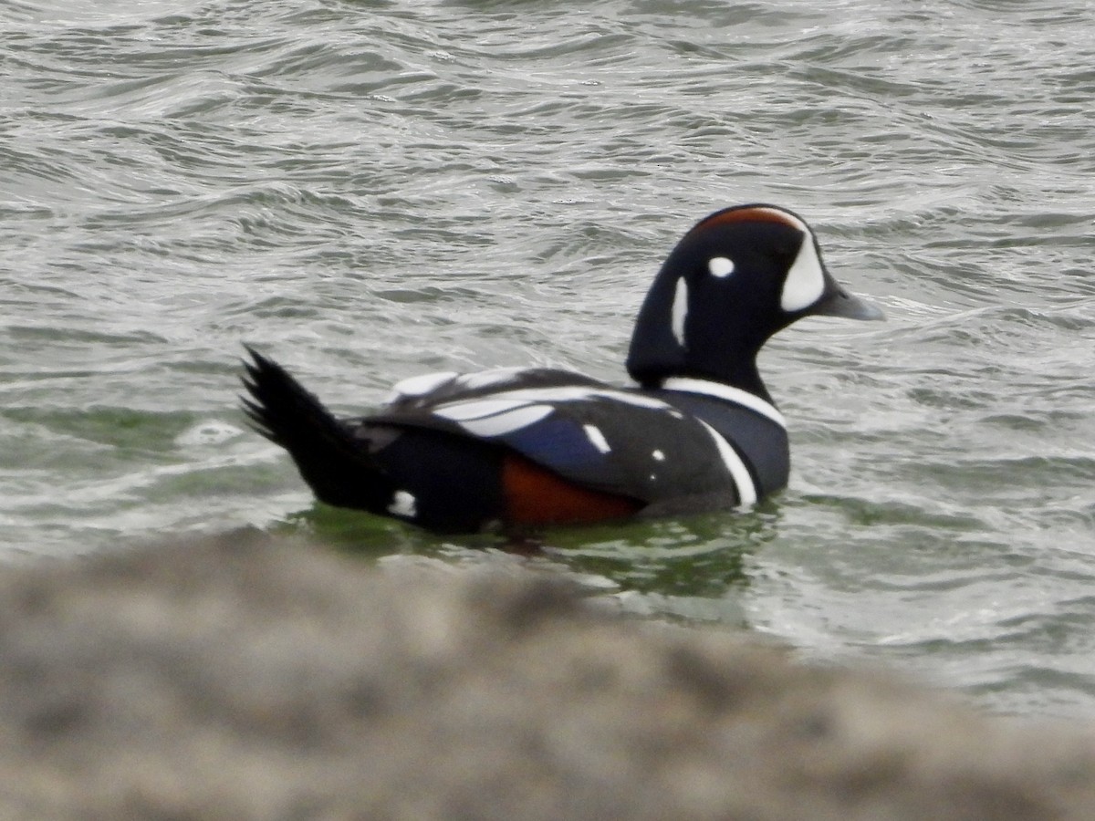 Harlequin Duck - ML627771947