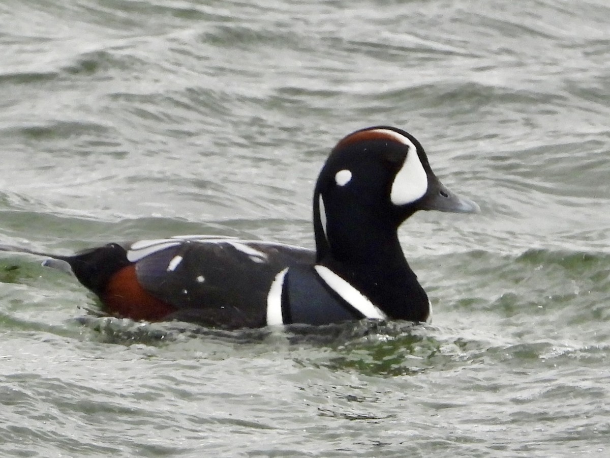 Harlequin Duck - ML627771948