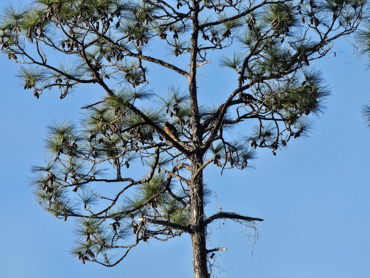 Red-shouldered Hawk - ML627771962