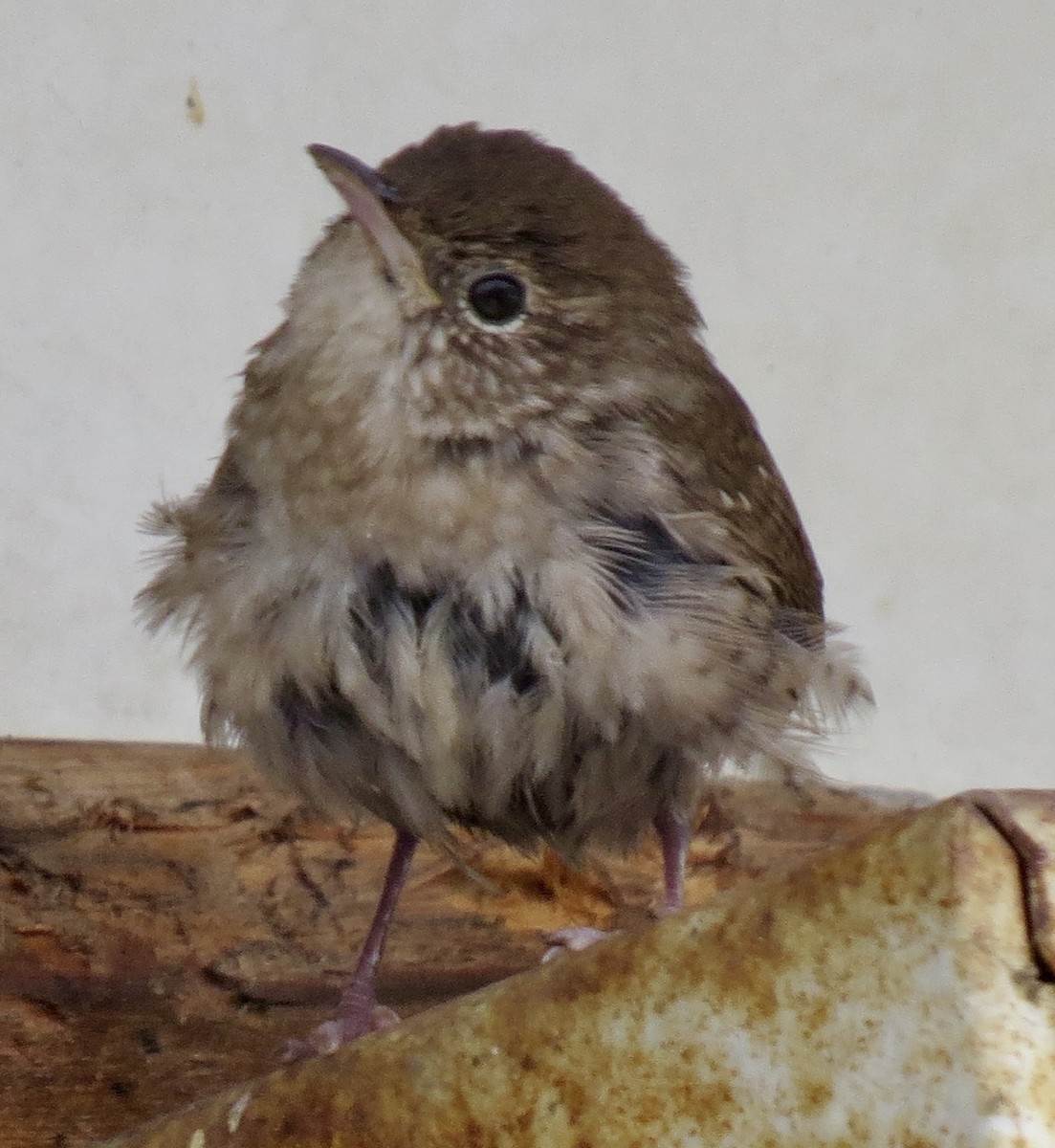 Winter Wren - ML627772007