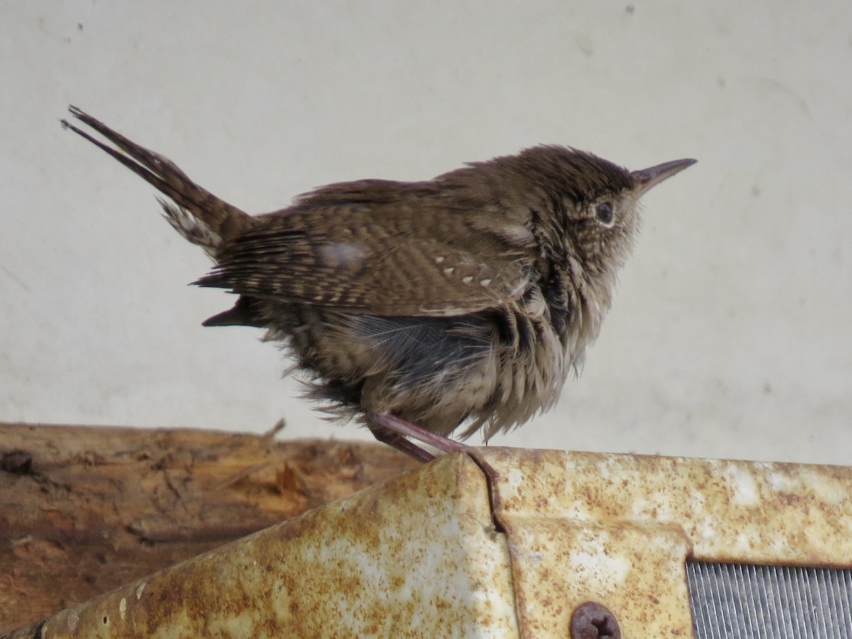 Northern House Wren - shelley seidman