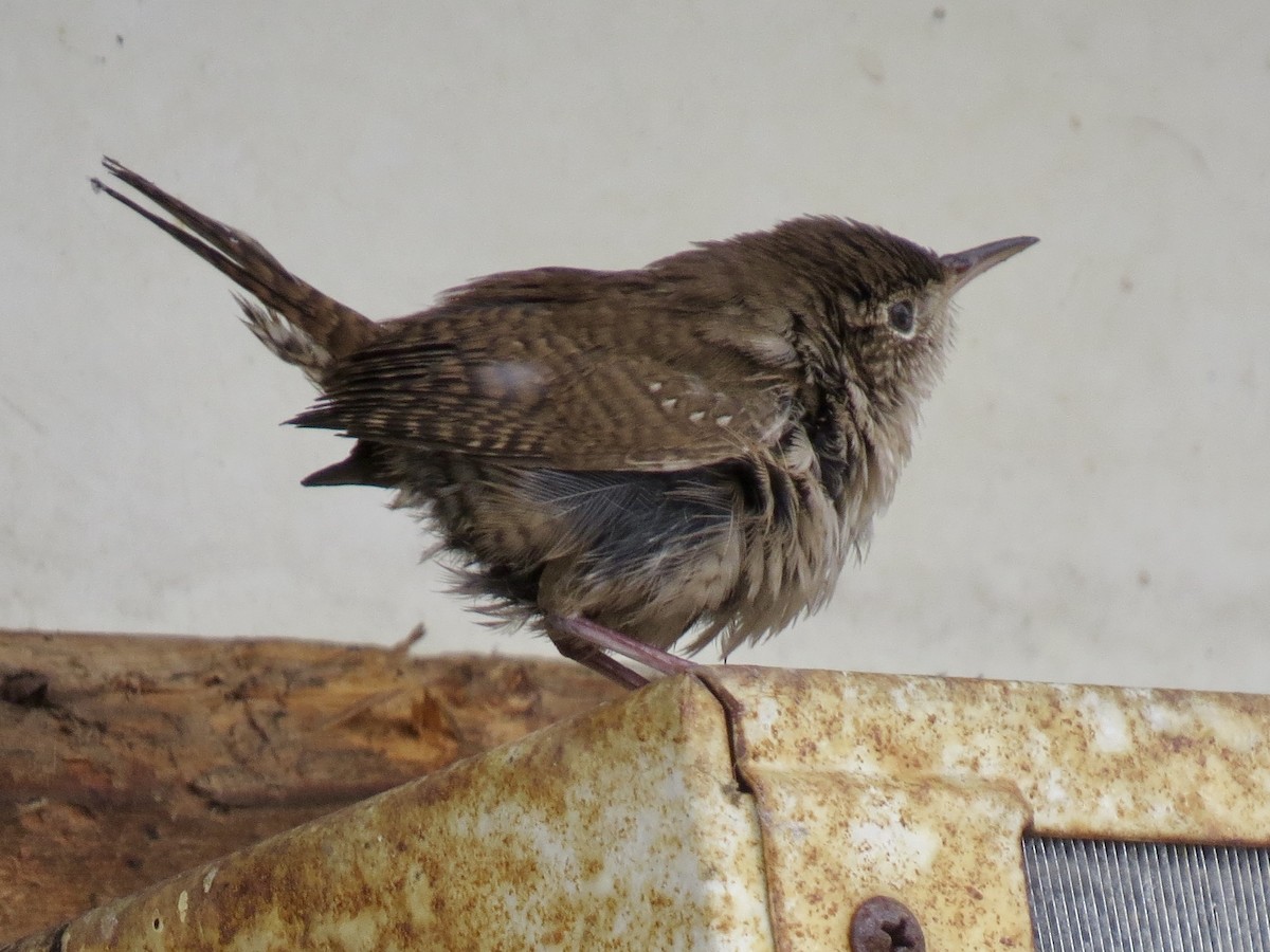 Winter Wren - ML627772008