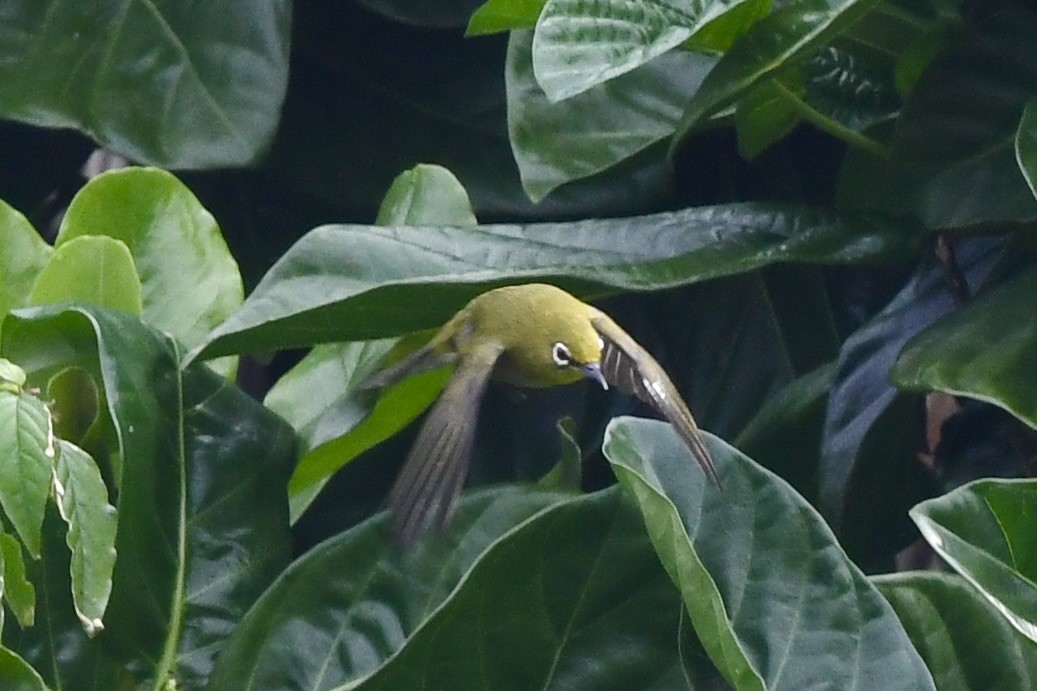 Japon Gözlükçüsü - ML627772016