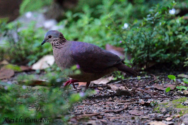 White-faced Quail-Dove - ML627772027