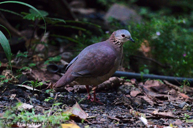 White-faced Quail-Dove - ML627772028