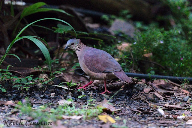White-faced Quail-Dove - ML627772029