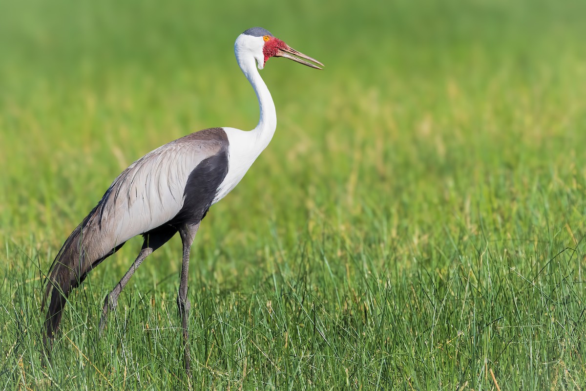 Wattled Crane - ML627772114