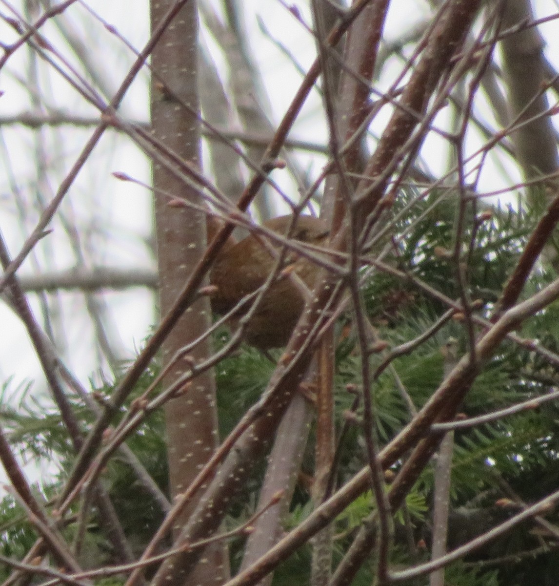 Winter Wren - ML627772277