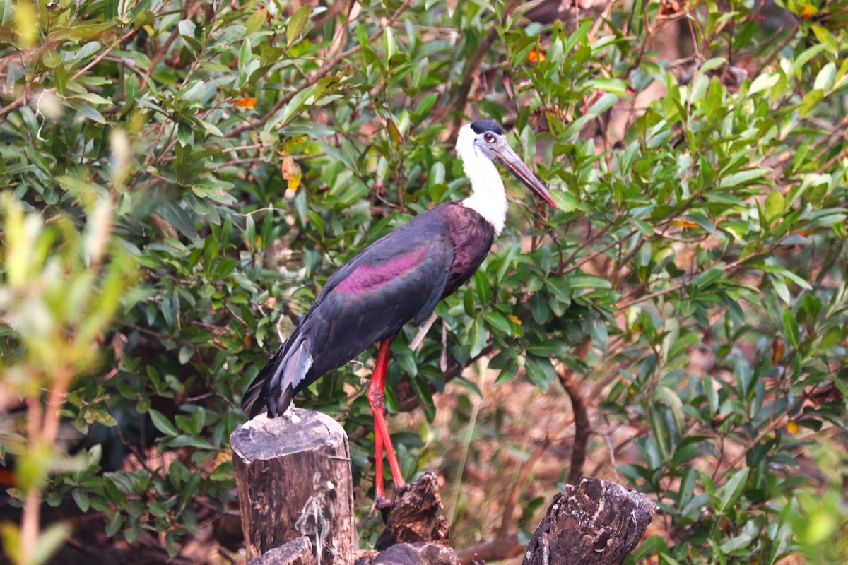 Asian Woolly-necked Stork - ML627772342