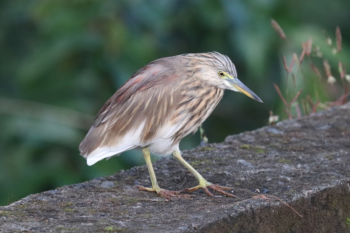 mangrovehegre - ML627772349