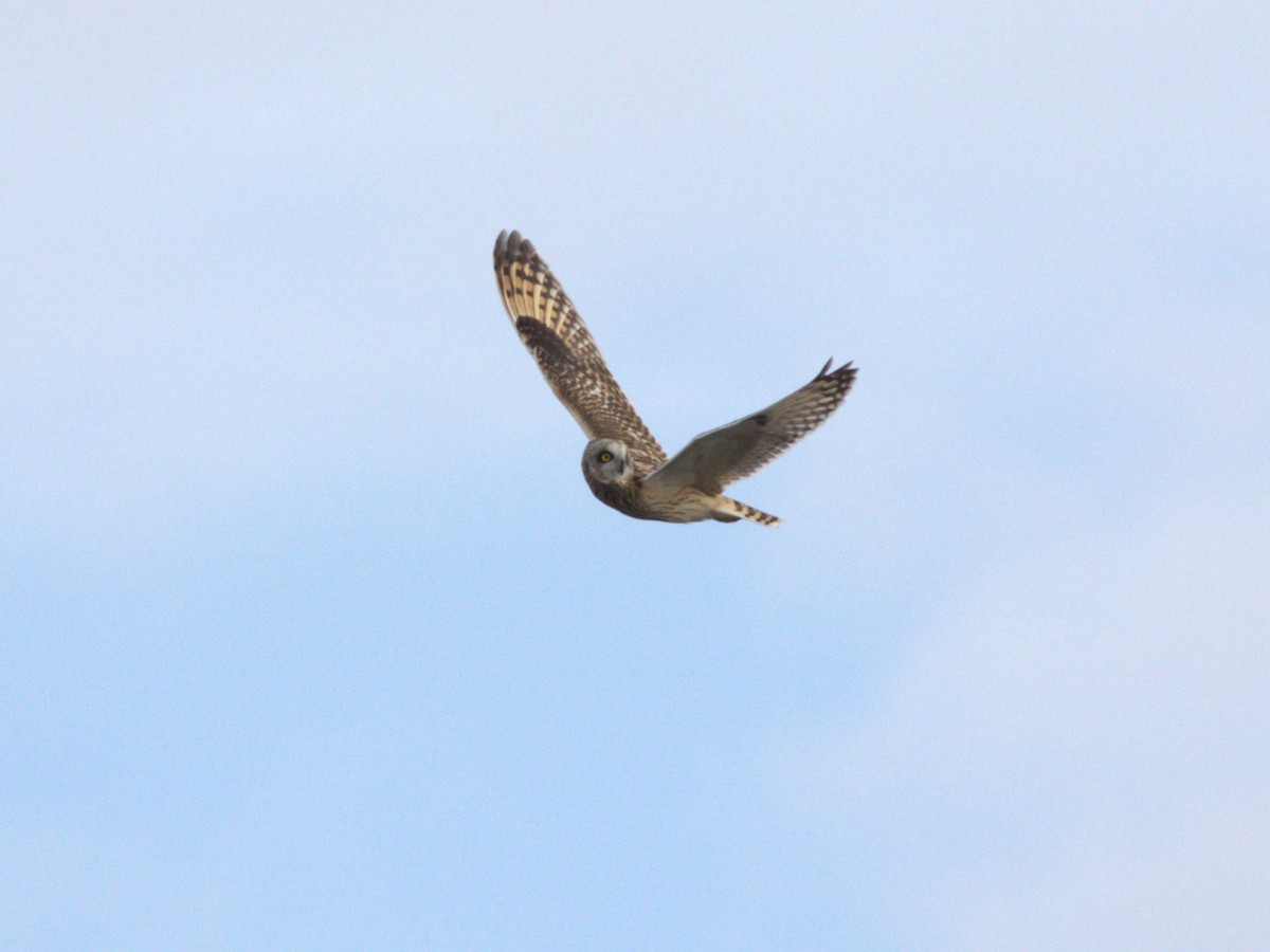 Short-eared Owl (Northern) - ML627772387