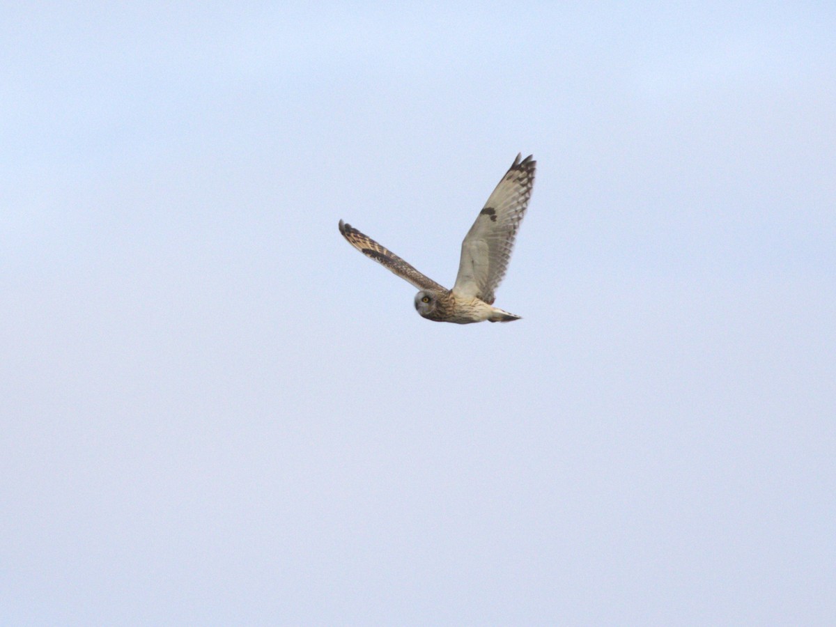 Short-eared Owl (Northern) - ML627772388