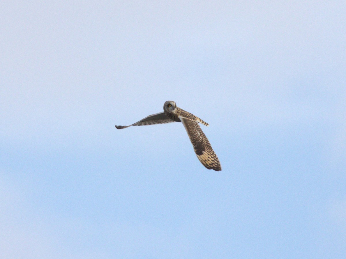 Short-eared Owl (Northern) - ML627772389