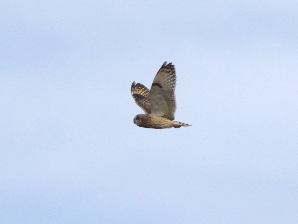 Short-eared Owl (Northern) - ML627772392