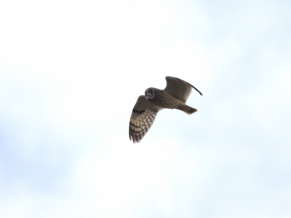 Short-eared Owl (Northern) - ML627772393