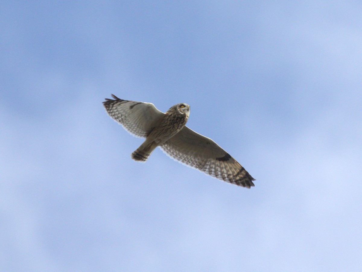 Short-eared Owl (Northern) - ML627772394