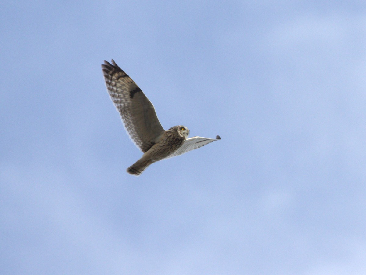 Short-eared Owl (Northern) - ML627772395