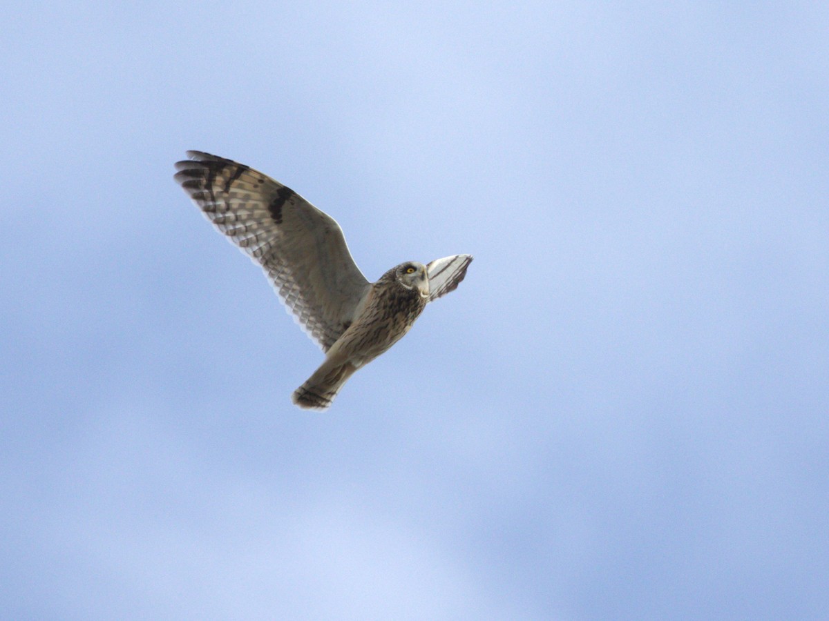 Short-eared Owl (Northern) - ML627772396