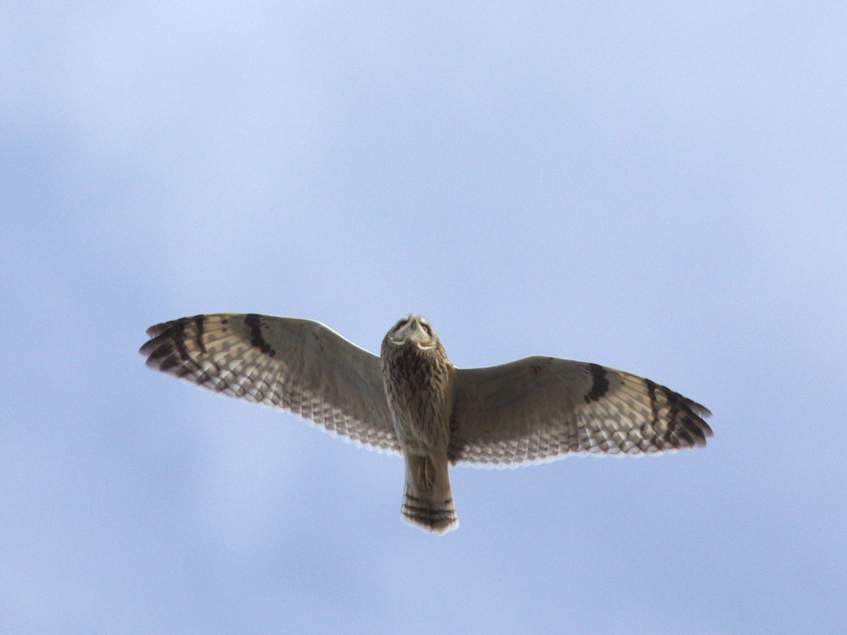 Short-eared Owl (Northern) - ML627772399