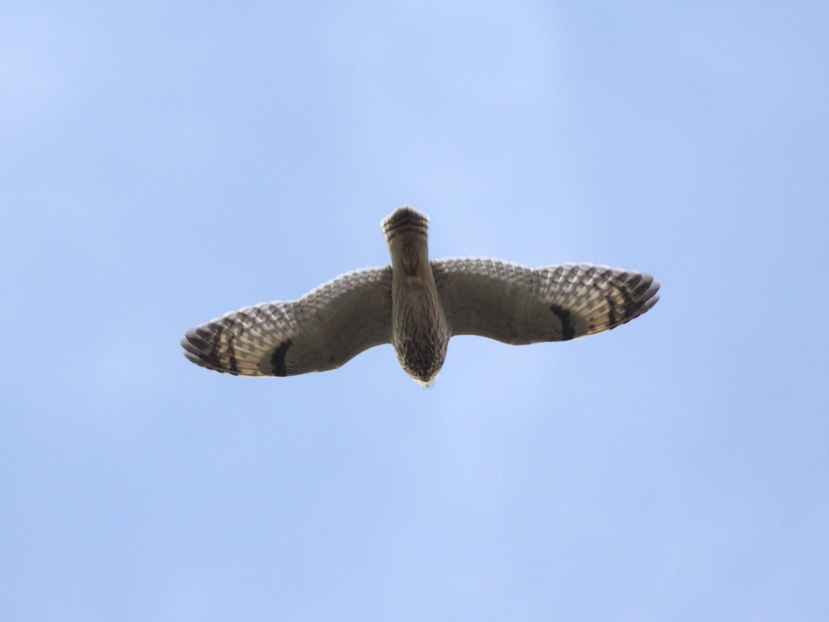 Short-eared Owl (Northern) - ML627772402