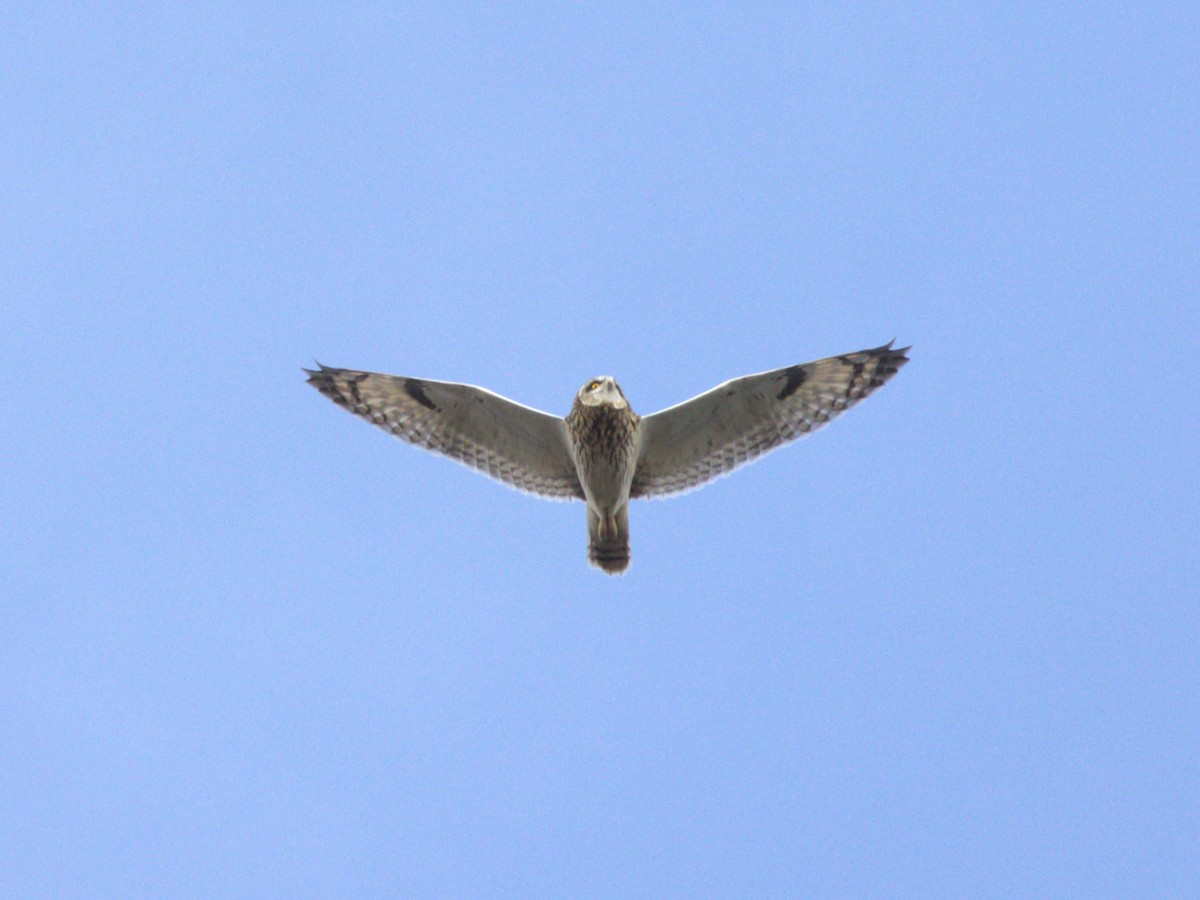 Short-eared Owl (Northern) - ML627772403