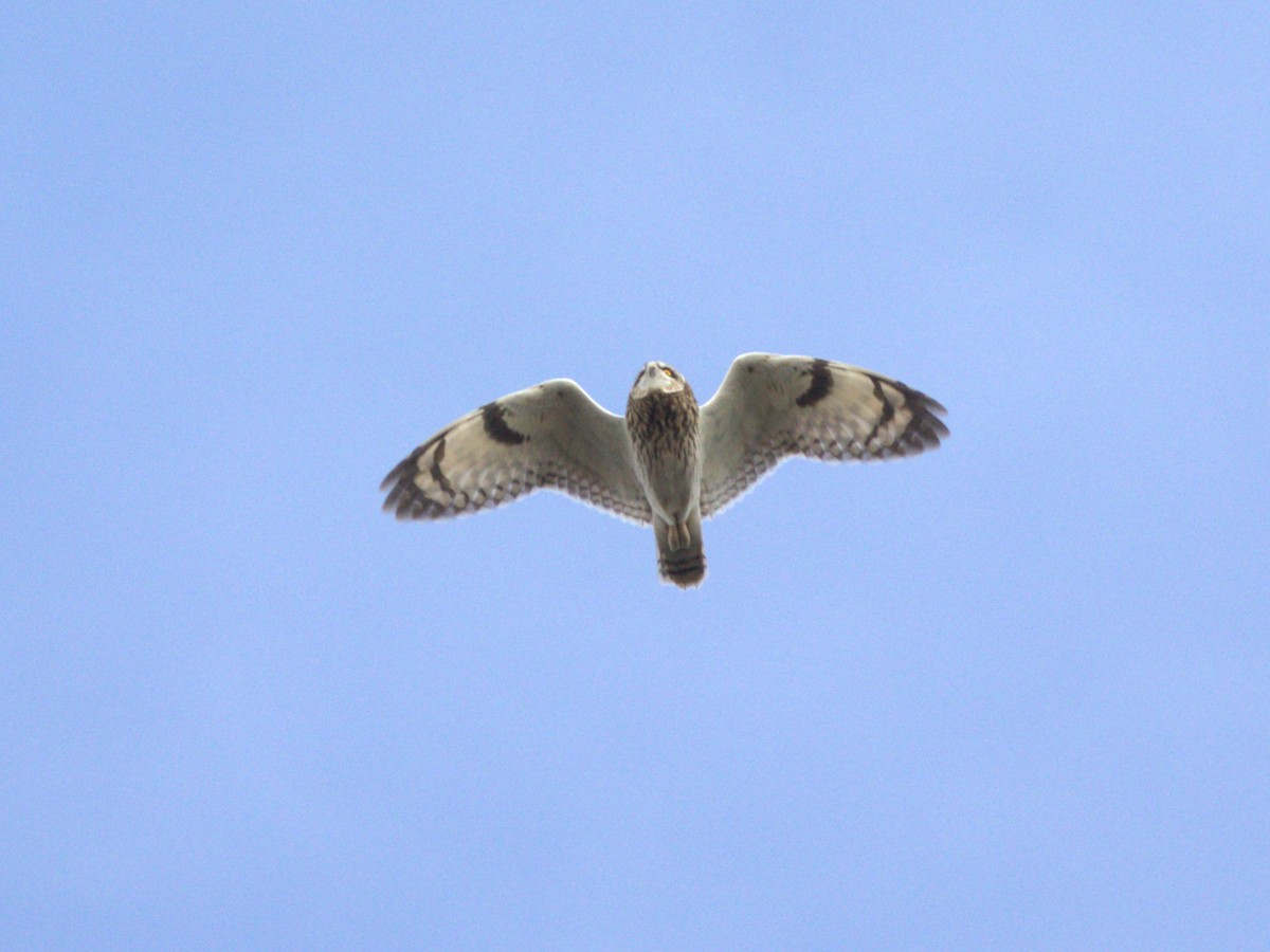 Short-eared Owl (Northern) - ML627772404