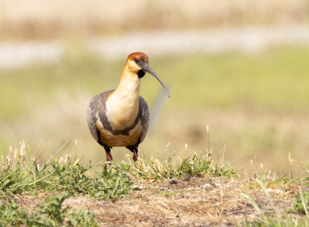 Black-faced Ibis - ML627772413