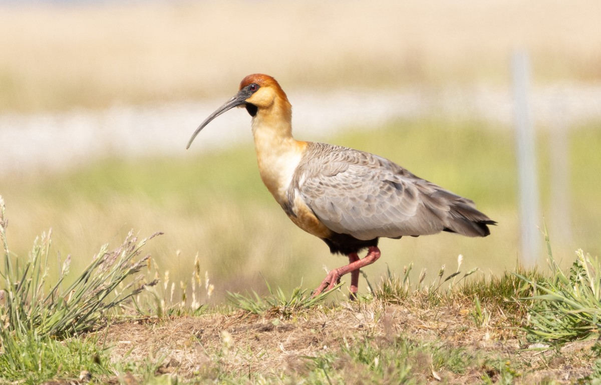 Black-faced Ibis - ML627772414