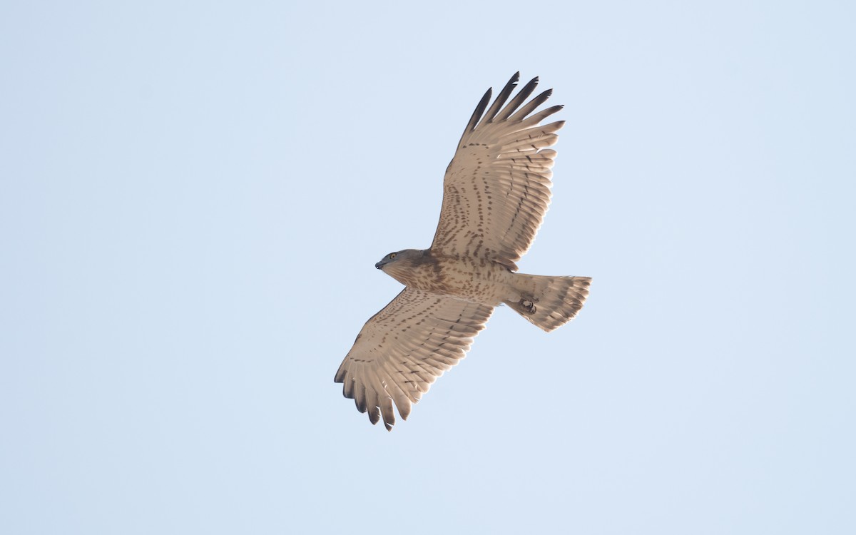 Short-toed Snake-Eagle - ML627772455