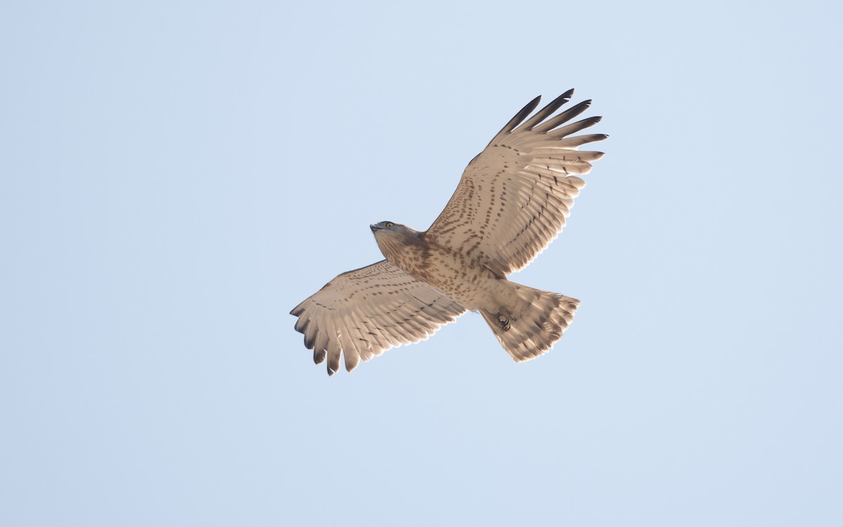 Short-toed Snake-Eagle - ML627772456