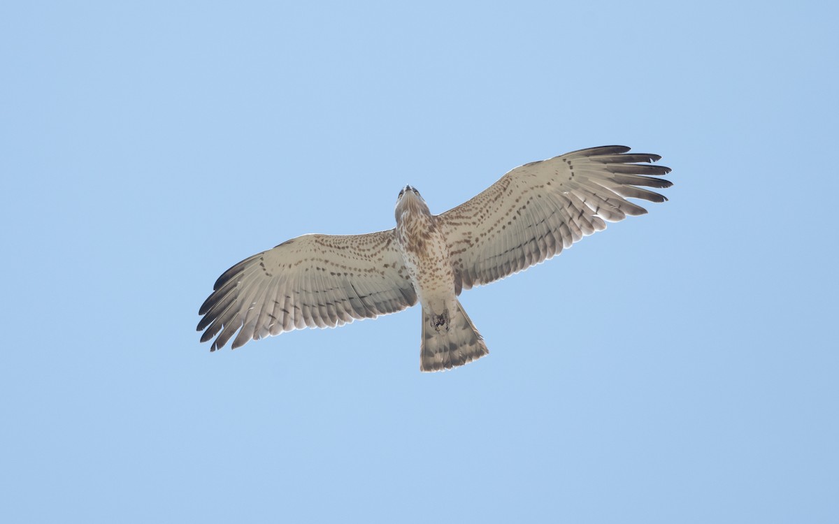 Short-toed Snake-Eagle - ML627772458
