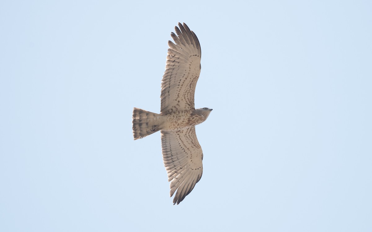 Short-toed Snake-Eagle - ML627772459