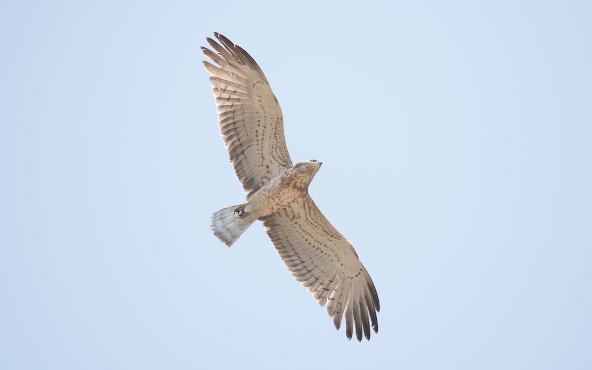 Short-toed Snake-Eagle - ML627772460