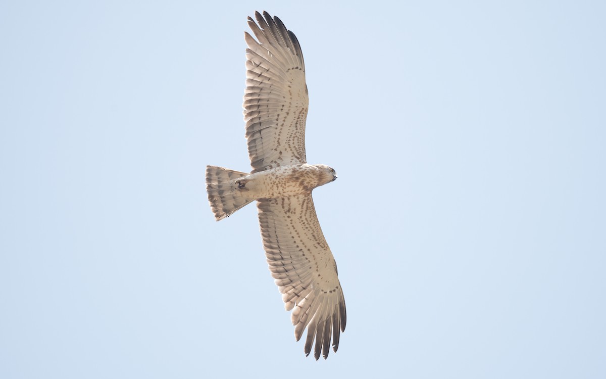 Short-toed Snake-Eagle - ML627772461