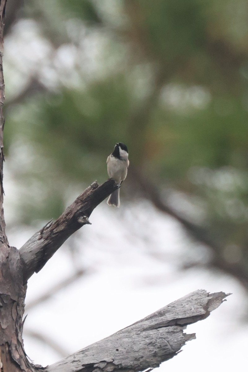 Mésange de Caroline - ML627772540