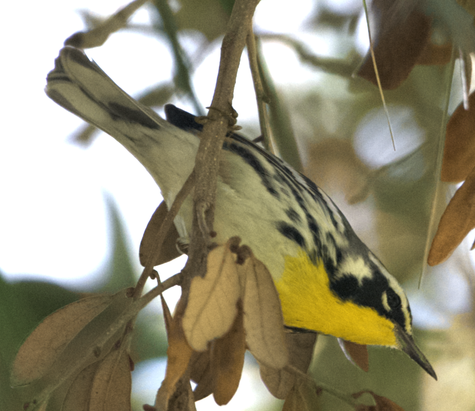 Yellow-throated Warbler - ML627772690