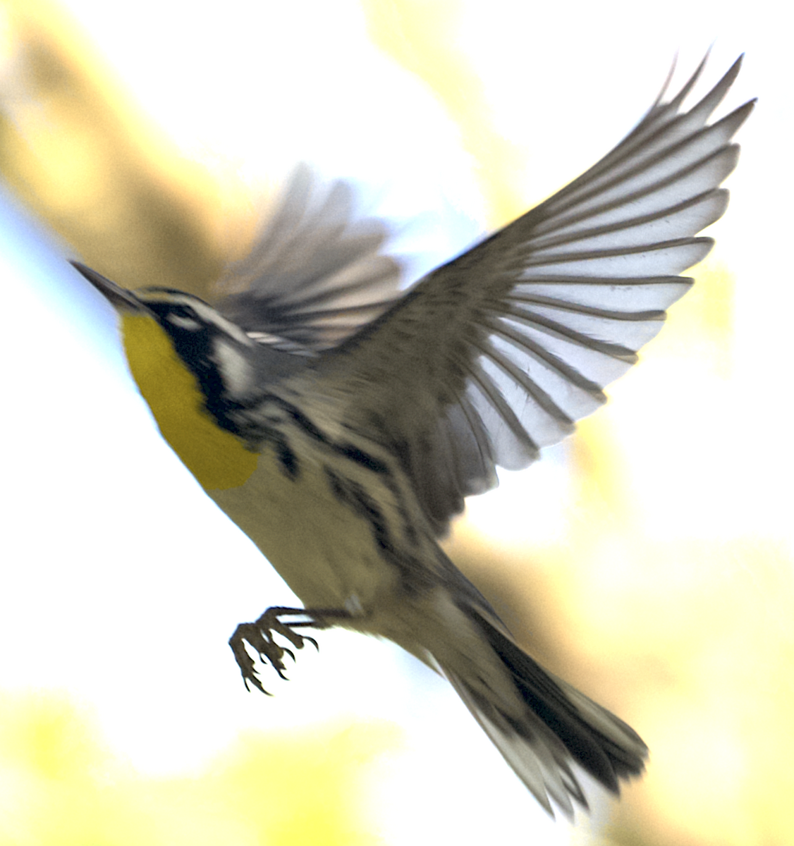 Yellow-throated Warbler - ML627772691