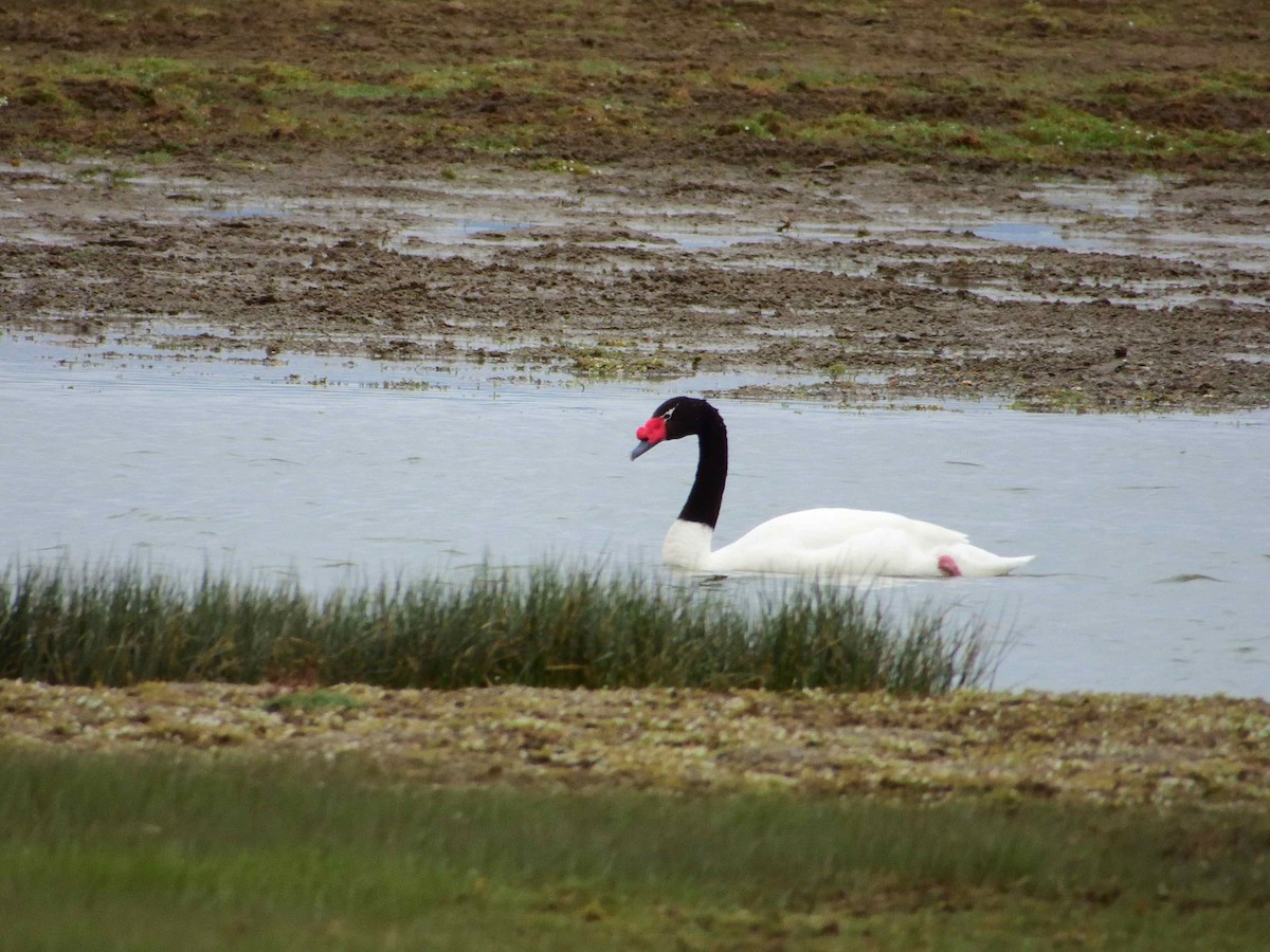 Black-necked Swan - ML627772699