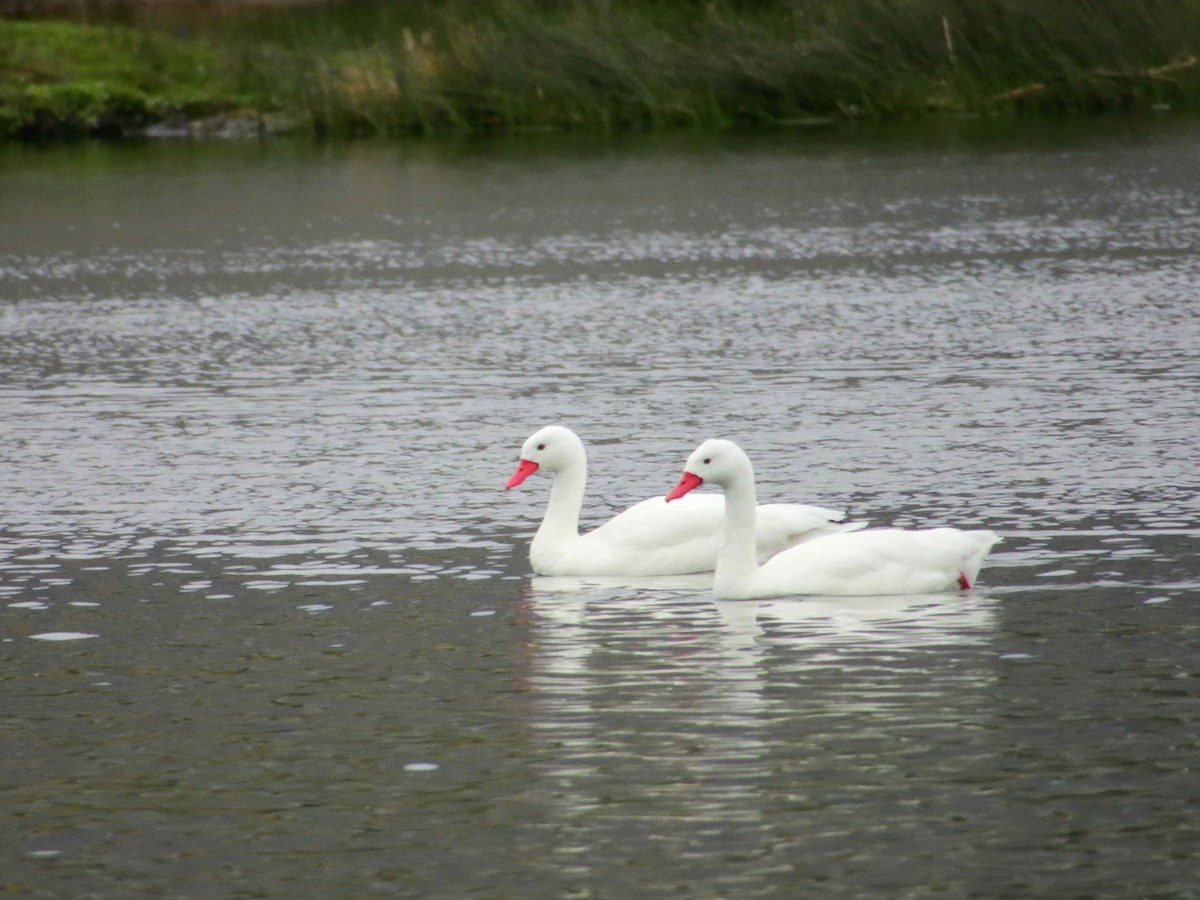 Coscoroba Swan - ML627772700