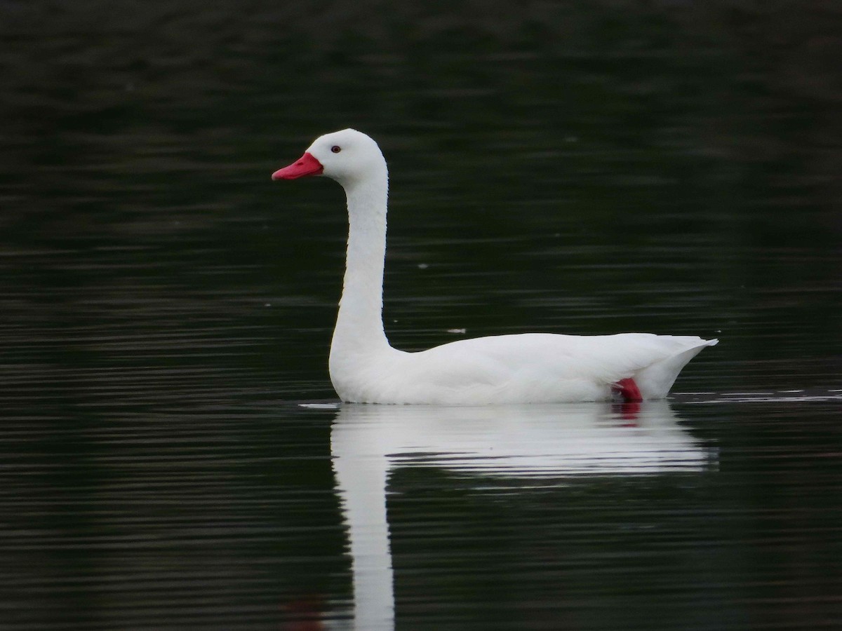 Coscoroba Swan - ML627772705