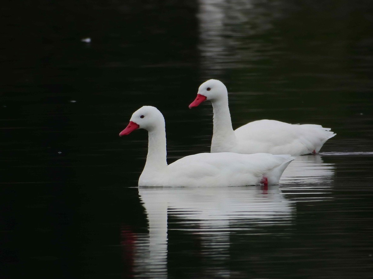 Coscoroba Swan - ML627772706