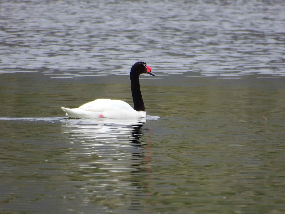 Black-necked Swan - ML627772710