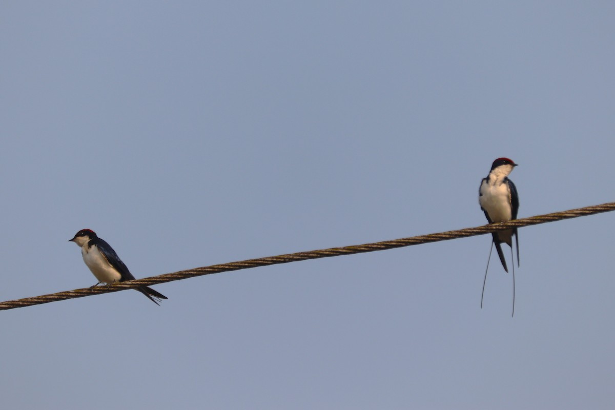 Wire-tailed Swallow - ML627772714