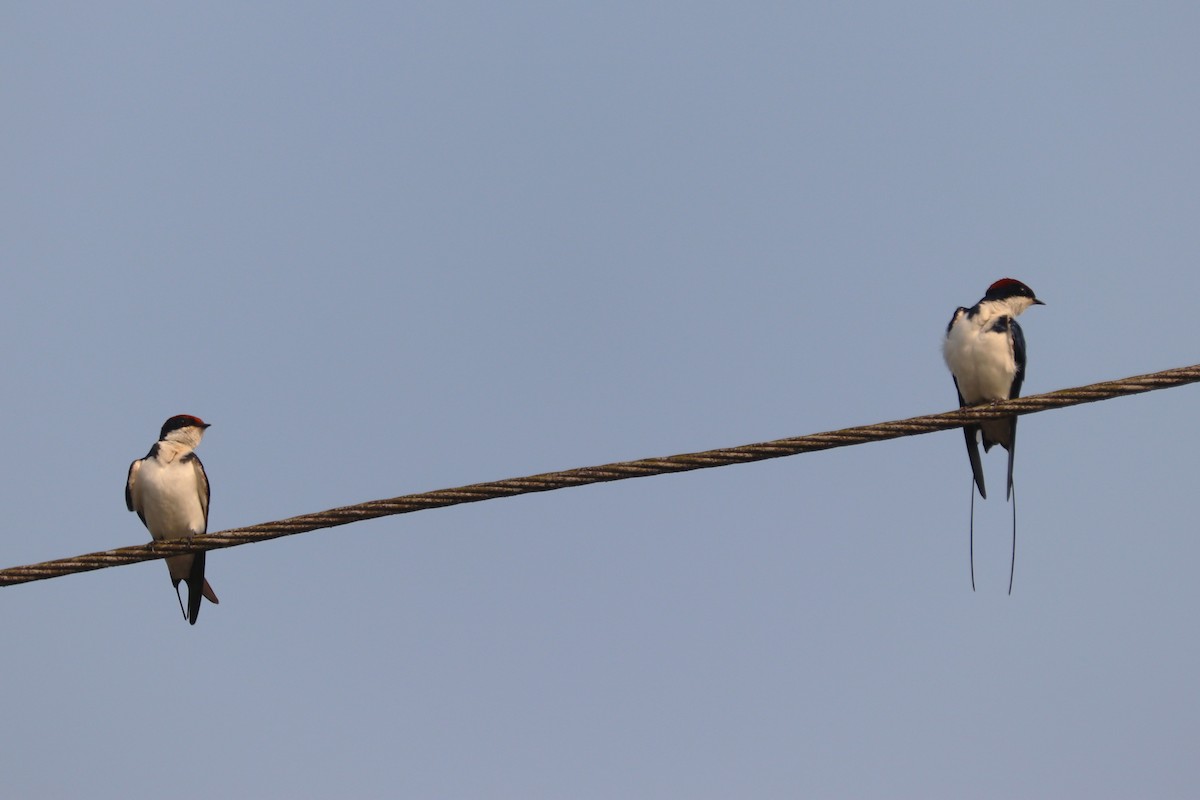 Wire-tailed Swallow - ML627772715