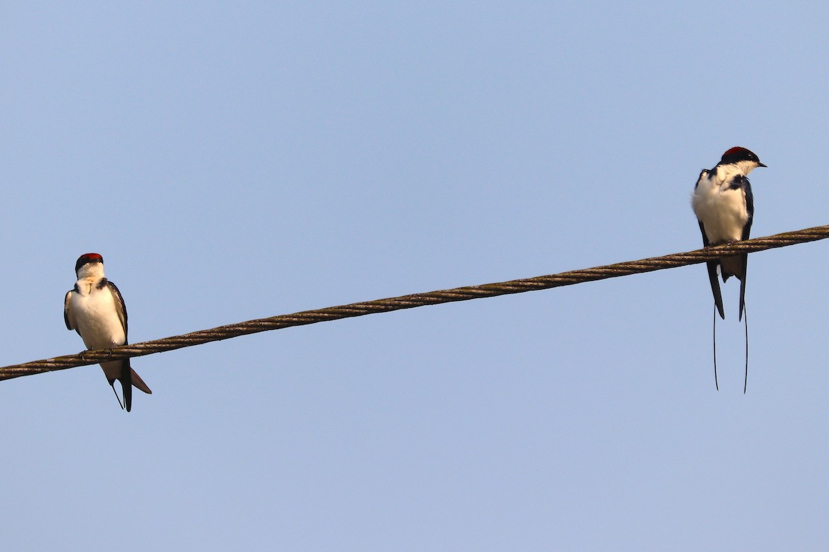 Wire-tailed Swallow - ML627772717